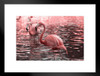 Just Pink Flamingos Wading in Water Photo Flamingo Prints Flamingo Wall Decor Beach Theme Bathroom Decor Wildlife Print Pink Flamingo Bird Exotic Beach Poster Matted Framed Art Wall Decor 26x20