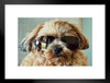 Fluffy Cute Dog Wearing Sunglasses Puppy Posters For Wall Funny Dog Wall Art Dog Wall Decor Puppy Posters For Kids Bedroom Animal Wall Poster Cute Animal Posters Matted Framed Art Wall Decor 26x20