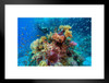 Extreme Underwater Seascape Photo Photograph Cool Fish Poster Aquatic Wall Decor Fish Pictures Wall Art Underwater Picture of Fish for Wall Wildlife Reef Poster Matted Framed Art Wall Decor 26x20