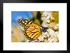 Monarch Butterfly Taking Nectar From a Flower Photo Matted Framed Art Print Wall Decor 26x20 inch