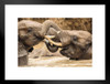 Young Elephants Wrestling Photo Photograph African Elephant Wall Art Elephant Posters For Wall Elephant Art Print Elephants Wall Decor Photo of Elephant Tusks Matted Framed Art Wall Decor 26x20