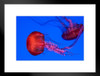 Graceful Jellyfish Swimming Underwater Photo Photograph Jellyfish Sign Cool Fish Poster Marine Art Marine Life Art Jellyfish Decor Swimming Ocean Life Art Matted Framed Art Wall Decor 26x20