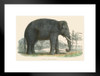 Indian Elephant Vintage 1803 Illustration Indian Elephant Wall Art Elephant Posters For Wall Elephant Art Print Elephants Wall Decor Photo Of Elephant Tusks Matted Framed Art Wall Decor 26x20