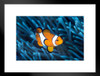 Ocellaris Clownfish Among Tentacles Sea Anemone Photo Matted Framed Art Print Wall Decor 26x20 inch