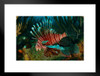 Lionfish Swimming in the Caribbean Sea Photo Cool Fish Poster Aquatic Wall Decor Fish Pictures Wall Art Underwater Picture of Fish for Wall Wildlife Reef Poster Matted Framed Art Wall Decor 26x20