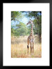 Cute Adolescent Giraffe in Tarangire Tanzania Photo Matted Framed Art Print Wall Decor 20x26 inch