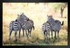 Two Pair of Zebra on Alert Photograph Zebra Pictures Wall Decor Zebra Black and White Animal Print Living Room Decor Zebra Print Decor Animal Pictures for Wall Matted Framed Art Wall Decor 26x20