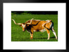 Longhorn Steer in an Open Field Photograph Bull Pictures Wall Decor Longhorn Picture Longhorn Wall Decor Bull Picture of a Cow Skull Picture Bull Horns for Wall Matted Framed Art Wall Decor 26x20