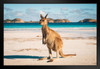 Lucky Bay Kangaroo in Esperance Photo Matted Framed Art Print Wall Decor 26x20 inch