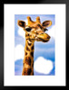 Gertrude Giraffe by Chris Lord Giraffe Poster Giraffe Wall Art Giraffe Pictures for Wall Giraffe Decor Giraffe Standing Safari Wall Pictures Cute Prints for Wall Matted Framed Art Wall Decor 20x26