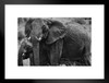 African Elephant Family Black and White Photo African Elephant Wall Art Elephant Posters For Wall Elephant Art Print Elephants Wall Decor Photo Of Elephant Tusks Matted Framed Art Wall Decor 26x20