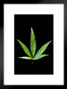 Marijuana Cannabis Weed 420 Leaf Photo Matted Framed Art Print Wall Decor 20x26 inch