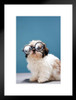 Puppy Wearing Thick Glasses Photo Puppy Posters For Wall Funny Dog Wall Art Dog Wall Decor Puppy Posters For Kids Bedroom Animal Wall Poster Cute Animal Posters Matted Framed Art Wall Decor 20x26