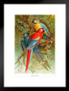 Scarlet Blue Gold Macaws Vintage Illustration Tropical Bluebird Decor Blue Bird Prints Bird Pictures Wall Decor Feather Prints Wall Art Nature Animal Bird Prints Matted Framed Art Wall Decor 20x26