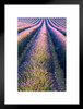 Lavender Field in Full Bloom Provence France Photo Matted Framed Art Print Wall Decor 20x26 inch