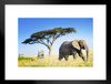 Large African Elephant Against Acacia Tree African Elephant Wall Art Elephant Posters For Wall Elephant Art Print Elephants Wall Decor Photo Of Elephant Tusks Matted Framed Art Wall Decor 26x20