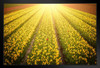 Springtime In The Netherlands Tulip Fields Flowers Growing Landscape Sunset Photo Black Wood Framed Art Poster 20x14 inchx inch
