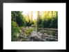 Lone Deer In Montana Forest Along Flowing Stream Nature Photograph Matted Framed Wall Art Print 26x20 inch