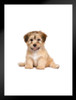 Havanese Puppy Dog Cute Sitting Puppy Posters For Wall Funny Dog Wall Art Dog Wall Decor Puppy Posters For Kids Bedroom Animal Wall Poster Cute Animal Posters Matted Framed Art Wall Decor 20x26