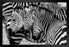 Three Zebras In The Wild Faces Aligned Zebra Pictures Wall Decor Zebra Black and White Animal Print Living Room Decor Zebra Print Decor Animal Pictures for Wall Black Wood Framed Art Poster 20x14
