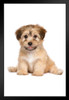 Havanese Puppy Dog Cute Sitting Puppy Posters For Wall Funny Dog Wall Art Dog Wall Decor Puppy Posters For Kids Bedroom Animal Wall Poster Cute Animal Posters Black Wood Framed Art Poster 14x20