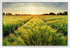 Springtime Rural Farm Landscape With Wheat Field At Sunset White Wood Framed Poster 20x14