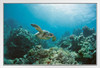 Sea Turtle Swimming Near Coral Reef Photo Sea Turtle Pictures Turtle Poster Aquatic Pictures Sea Prints Wall Art Turtle Shell Art Turtle Pictures Wall Art Decor White Wood Framed Art Poster 20x14