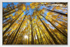 Trees Changing Colors in the Fall Aspen Colorado Photo Photograph White Wood Framed Poster 20x14