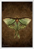 Steampunk Luna Moth by Brigid Ashwood Butterfly Wall Decor Insect Wall Art of Moths and Butterflies Illustrations White Wood Framed Art Poster 14x20