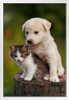 Cute Puppy and Kitten Embracing on a Tree Stump Photo Photograph White Wood Framed Poster 14x20