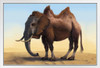 Camelephant Camel Elephant Animal Mashup by Vincent Hie Funny White Wood Framed Poster 14x20