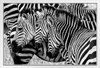 Three Zebras In The Wild Faces Aligned Zebra Pictures Wall Decor Zebra Black and White Animal Print Living Room Decor Zebra Print Decor Animal Pictures for Wall White Wood Framed Art Poster 20x14