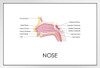 Human Nose Anatomy Diagram Educational Chart White Wood Framed Poster 20x14