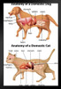 Anatomy Of Domestic Dog And Cat Educational Chart Animal Biology Science Classroom Class Scientific Medical Organs Diagram Terminology Stand or Hang Wood Frame Display 9x13