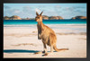 Lucky Bay Kangaroo in Esperance Photo Photograph Art Print Stand or Hang Wood Frame Display Poster Print 13x9