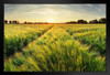 Springtime Rural Farm Landscape With Wheat Field At Sunset Art Print Stand or Hang Wood Frame Display Poster Print 13x9
