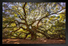 Angel Oak Tree Charleston South Carolina Photo Art Print Stand or Hang Wood Frame Display Poster Print 9x13