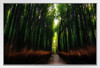 Footpath Through Bamboo Forest in Arashiyama Japan Photo Photograph White Wood Framed Poster 20x14