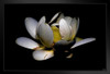Dark Lotus by Chris Lord Photo Photograph Art Print Stand or Hang Wood Frame Display Poster Print 9x13