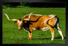 Longhorn Steer in an Open Field Photograph Bull Pictures Wall Decor Longhorn Picture Longhorn Wall Decor Bull Picture of a Cow Skull Picture Bull Horns for Wall Stand or Hang Wood Frame Display 9x13