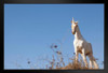 Unicorn Standing on Hilltop Photo Photograph Art Print Stand or Hang Wood Frame Display Poster Print 13x9