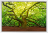 Angel Oak Tree Canopy Charleston South Carolina Photo Photograph White Wood Framed Poster 20x14