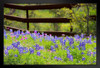 Texas Bluebonnets in a Fenced Field Pasture Photo Photograph Art Print Stand or Hang Wood Frame Display Poster Print 13x9