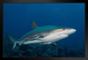 Gray Reef Shark Underwater Photograph Shark Posters For Walls Shark Pictures Cool Sharks Of The World Poster Shark Wall Decor Ocean Poster Wildlife Art Print Stand or Hang Wood Frame Display 9x13