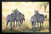Two Pair of Zebra on Alert Photograph Zebra Pictures Wall Decor Zebra Black and White Animal Print Living Room Decor Zebra Print Decor Animal Pictures for Wall Stand or Hang Wood Frame Display 9x13
