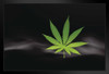 Marijuana Leaf in Smoke Photo Photograph Art Print Stand or Hang Wood Frame Display Poster Print 13x9