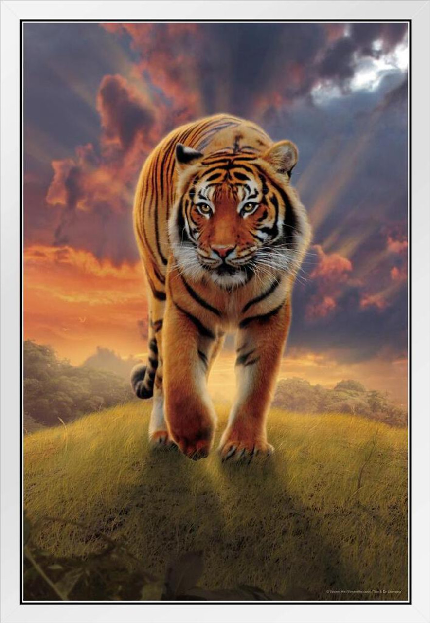 Tiger Pair White and Orange Tigers Up Close Photo Wall Picture Framed Art  Print