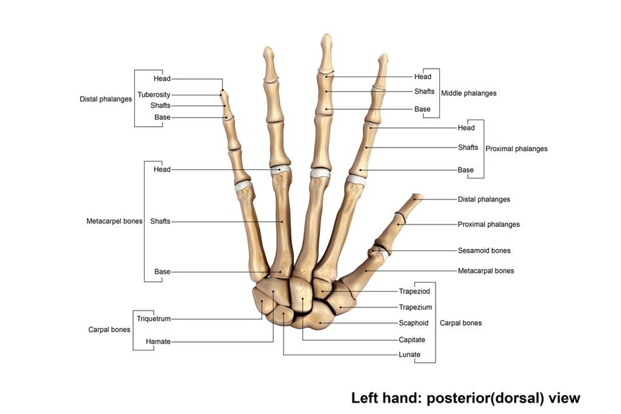 bones of the hand diagram