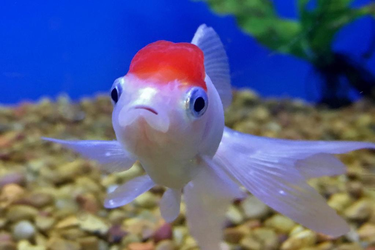 pearlscale goldfish cute