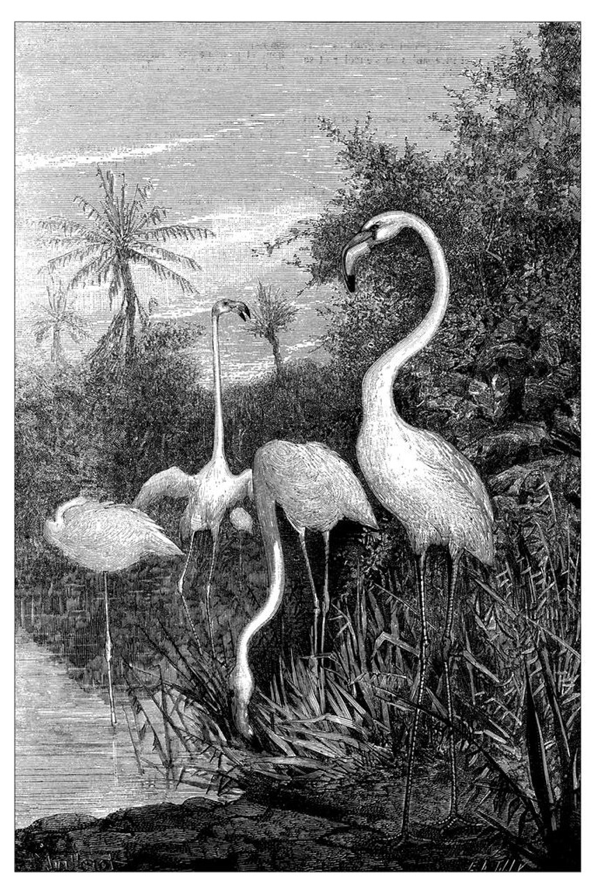 Antique Illustration of Flamingos in Swamp Flamingo Prints